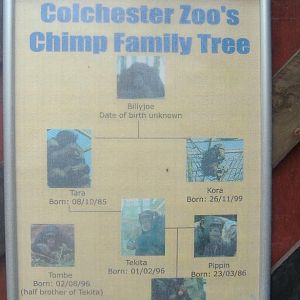 Colchester chimp family