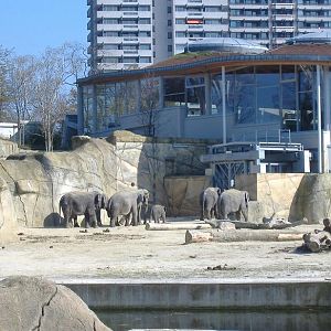 Cologne Elephants