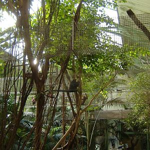 Cologne SAmerican primate house