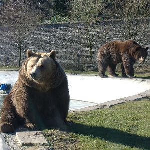 Comet and Star at Camperdown