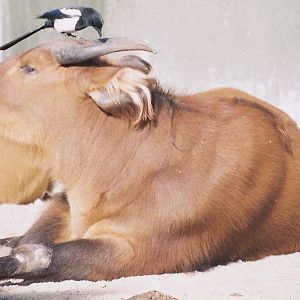 Congo Buffalo Madrid