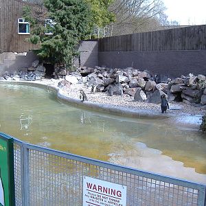 Drayton Manor Penguins