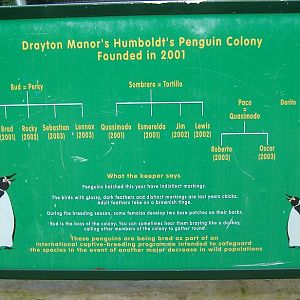 Drayton Manor Penguins family