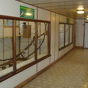 Drayton Manor small primates