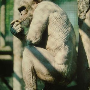 Bald chimp at Twycross