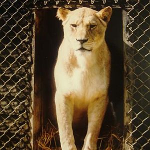 Barbary Lioness Port Lympne