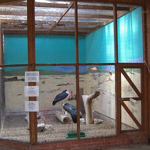 Eagle Heights Marabus