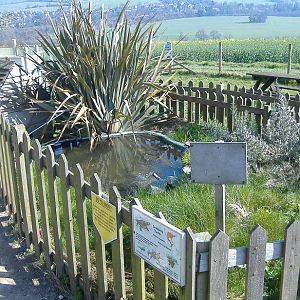 Eagle Heights turtle pen