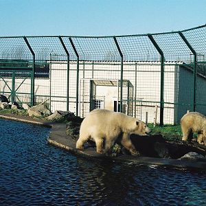 Eindhoven Polar Bears