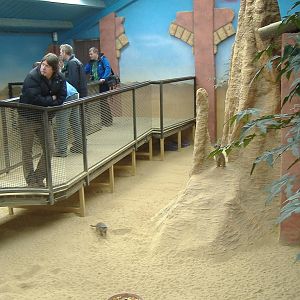 freakshow in the Drayton Manor Meertkat house