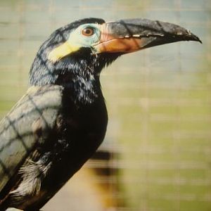 Guayanan Toucanet Desford