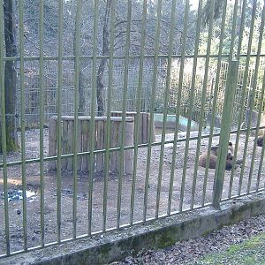 Hellenthal bear paddock