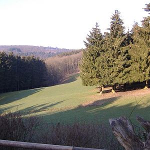 Hellenthal tarpan and red deer