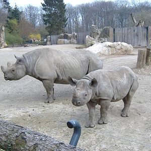 Krefeld Black Rhinos
