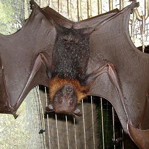 Lyles Fruit Bat