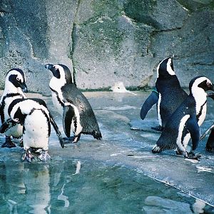 Magellanic Penguins Madrid