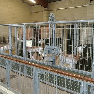 Marwell Dama Gazelle stalls