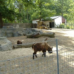 Marwell Takin enclosure