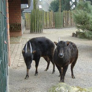 Mountain Anoa Krefeld