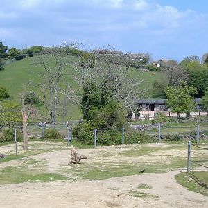 Paignton elephant paddock and view