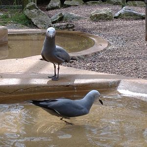 Paignton Grey Gulls