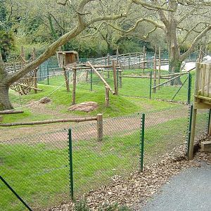 Paignton monkey heights 2