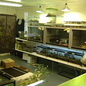 Paignton reptile breeding room