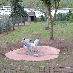Paignton Sarus cranes