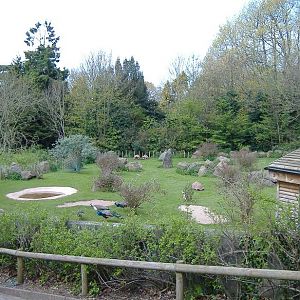 Paignton Tortoise pens