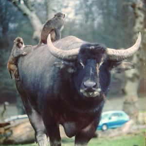 Rhesus Monkeys and Water Buffalo Longleat
