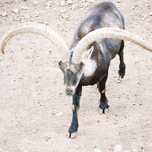 Spanish Ibex Fauna Ibirica