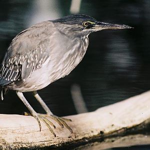 Striated Heron Valencia