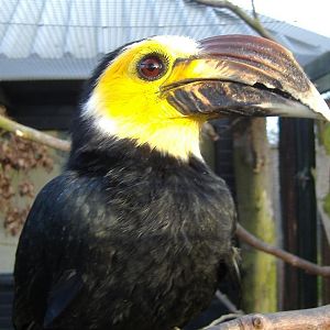 Tarictic Hornbill Whipsnade