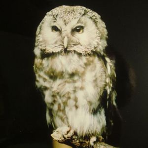 Tengmalms Owl Cotswold