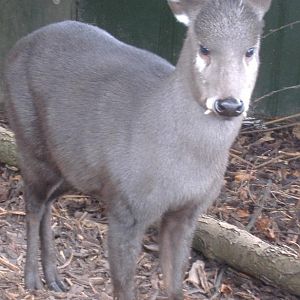Tufted Deer Twycross