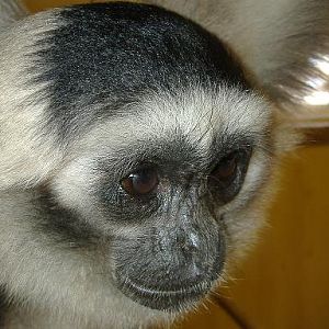 Twycross Pileated Gibbon