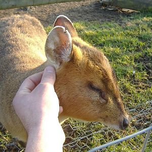 Vale_Wildlife_Rescue_hand_reared_Muntjac