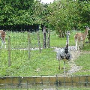Wellplace Guanaca and Rhea