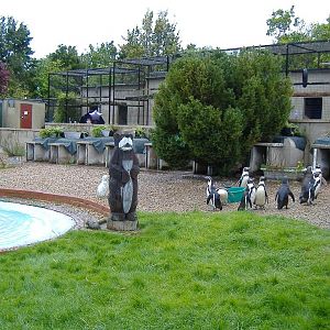 Wellplace Penguins and parrots