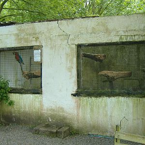 Welsh Hawking Centre 1