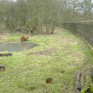 Whipsnade Bears1