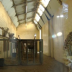 Whipsnade Giraffe House