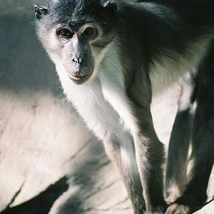 White Crowned Mangabey Valencia Zoo