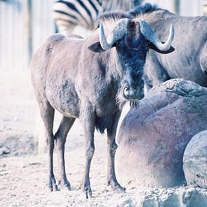 White Tailed Gnu Madrid
