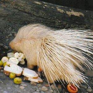 albino porcupine Budapest