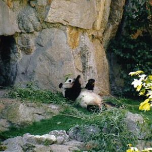 Panda at Berlin Zoo