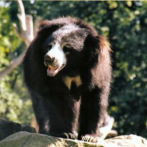 Sloth bear at Berlin Zoo