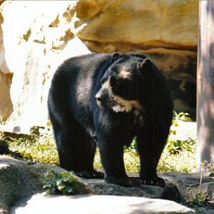 Spectacled Bear at Berlin Zoo