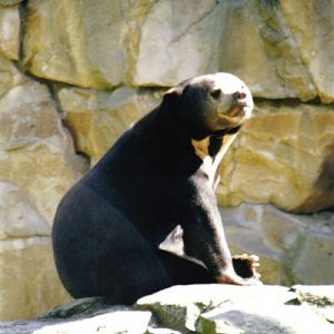sun bear at Berlin Zoo