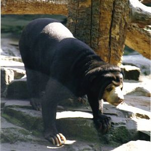 Berlin Zoo sun bear